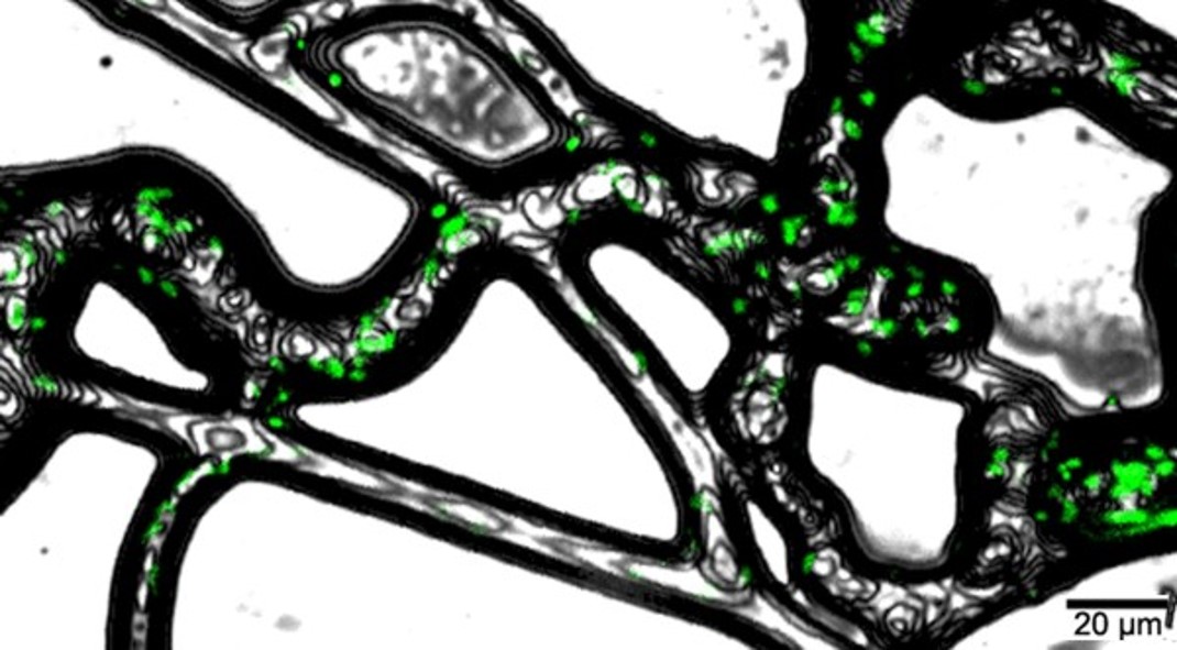 'Fungal highway' - Hyphae transport otherwise immobilised bacteria (in green) and increase their access to contaminants.
(&copy; K. P&auml;tzold/T. Neu/UFZ)
